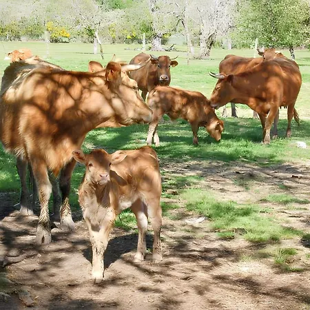 Spacious House With Mountain View In Fernando * Vila Fernando (Guarda)