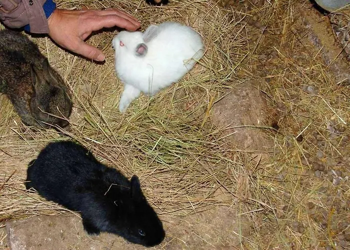 Casa vacanze Spacious House With Mountain View In Fernando Vila Fernando (Guarda)