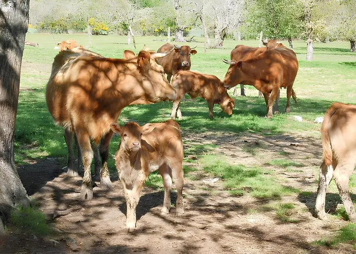 Spacious House With Mountain View In Fernando * Vila Fernando (Guarda)